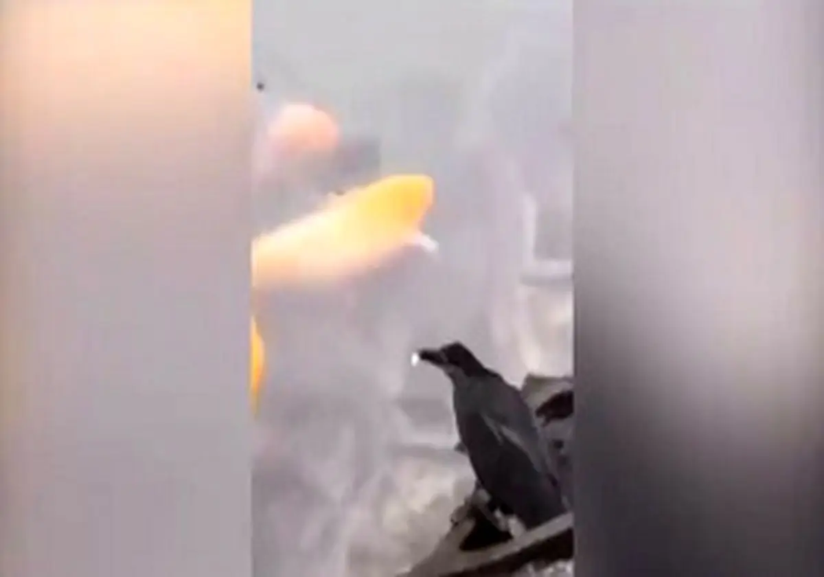 ترفند زیرکانه یک پرنده برای شکار! + فیلم