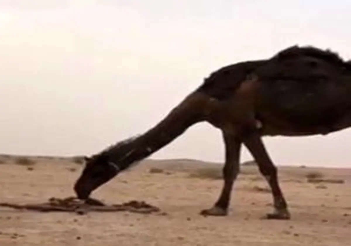 اشک‌های یک شتر بر جنازه فرزندش + فیلم