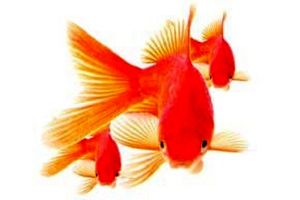 چگونه «ماهی قرمز» بیمار را بشناسیم؟