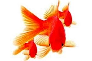 چگونه «ماهی قرمز» بیمار را بشناسیم؟