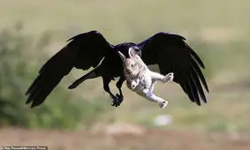 بچه خرگوش در چنگال کلاغ