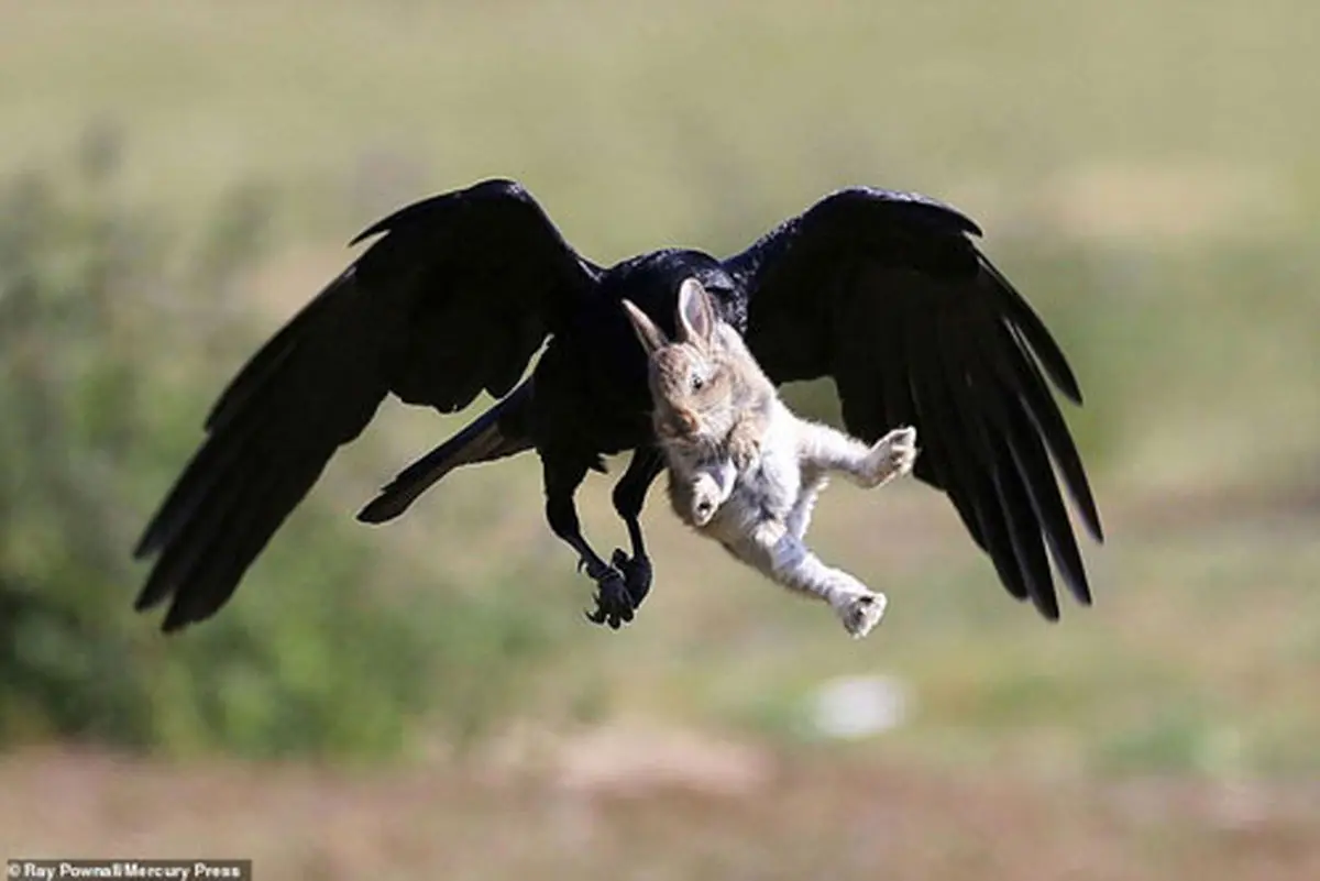 بچه خرگوش در چنگال کلاغ