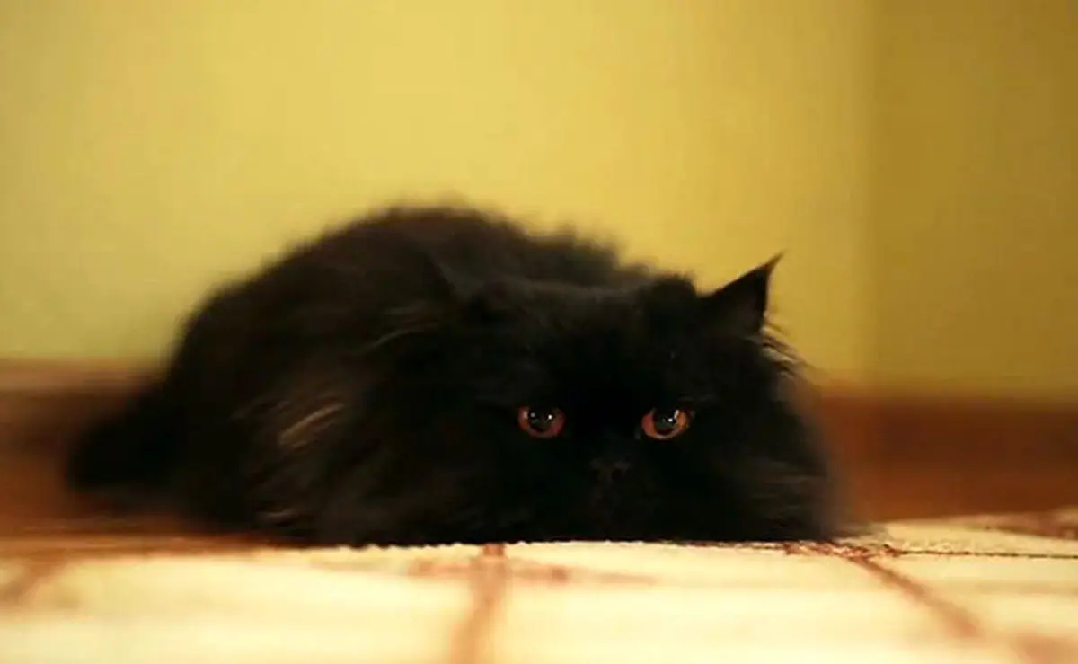 ۲۵ حقیقت جالب درباره گربه‌ها