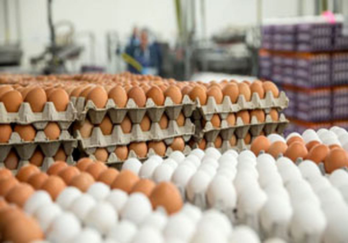 استمرار کاهش نرخ تخم‌مرغ در بازار/ خبری از صادرات تخم‌مرغ نیست