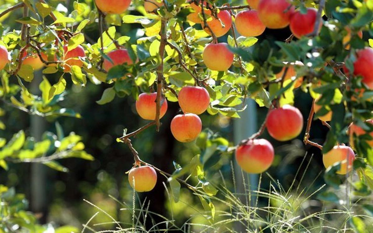 افزایش ۳۰ درصدی تولید محصولات باغی/ قیمت سیب زمینی به زودی در بازار متعادل می‌شود