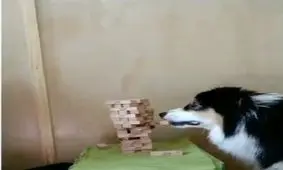 سگی با تمرکز بالا