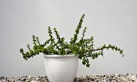 هرآنچه باید درباره کراسولا خرفه‌ای بدانید