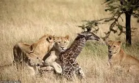نبرد زرافه برای نجات فرزندش از دست شیرها +تصاویر