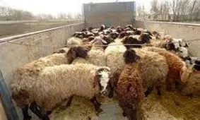 کشف احشام قاچاق با ارزش میلیاردی در زنجان