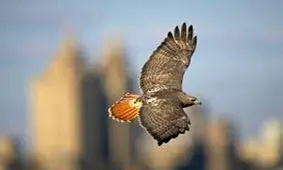 حضور یک شاهین کمیاب پشت شیشه اداره + فیلم