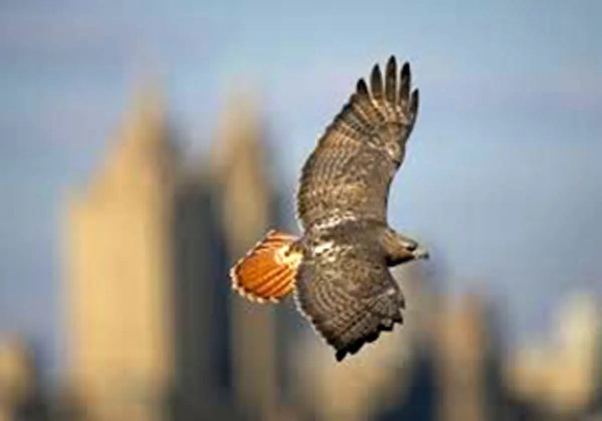 حضور یک شاهین کمیاب پشت شیشه اداره + فیلم