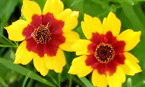 نحوه پرورش گل اشرفی و شرایط نگهداری آن در منزل