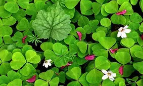 نحوه کاشت شبدر در گلدان و شرایط محیطی مناسب