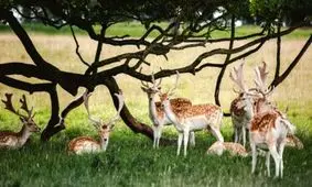 ویژگی های دوره قاعدگی در حیوانات و تفاوت آن با انسان