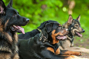 گالری عکس سگ وحشی از نژادهای مختلف