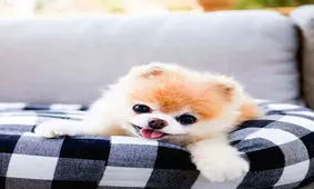 عکس سگ پامرانین؛ عکس‌های بامزه از نژادهای مختلف پامرانین