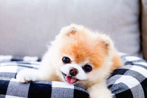 عکس سگ پامرانین؛ عکس‌های بامزه از نژادهای مختلف پامرانین