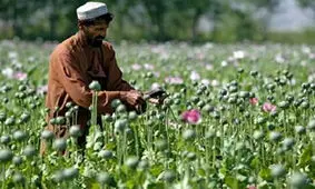 افغانستان؛ بزرگترین مرکز تولید مواد مخدر جهان + فیلم