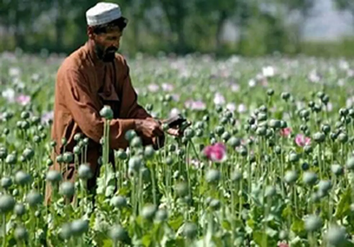 افغانستان؛ بزرگترین مرکز تولید مواد مخدر جهان + فیلم