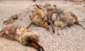 4 مصدوم در برخورد با گله گوسفندان