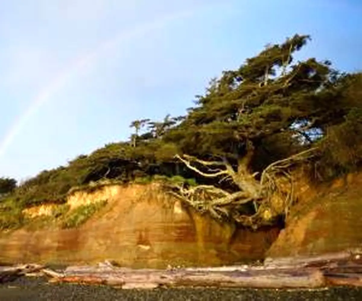 درخت شگفت انگیزی که ریشه هایش بین زمین و هواست!!