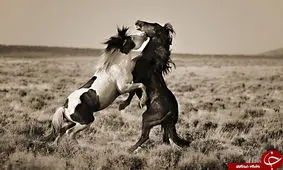 کدام گونه از اسب‌های وحشی تاکنون رام نشده اند؟!
