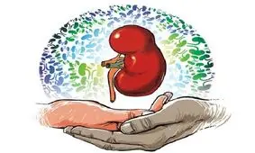 کسانی که کلیه اهدا می کنند چقدر عمر می کنند؟