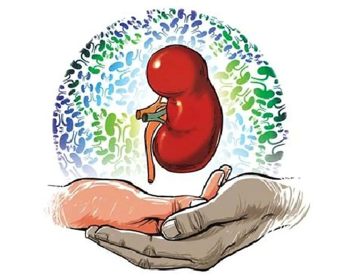 کسانی که کلیه اهدا می کنند چقدر عمر می کنند؟