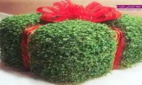 طرز تهیه سبزه منداب یا شابانک