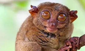 ۱۵ حیوان فوق‌العاده با توانایی‌های شگفت‌انگیز