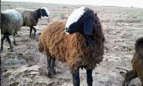 ۷۶ راس دام قاچاق خارج از شبکه در دامغان کشف شد