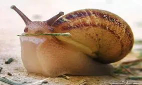 نحوه غذا خوردن حلزون‌ها
