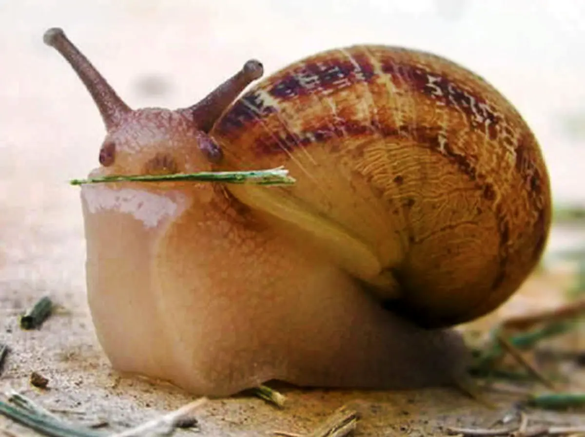 نحوه غذا خوردن حلزون‌ها