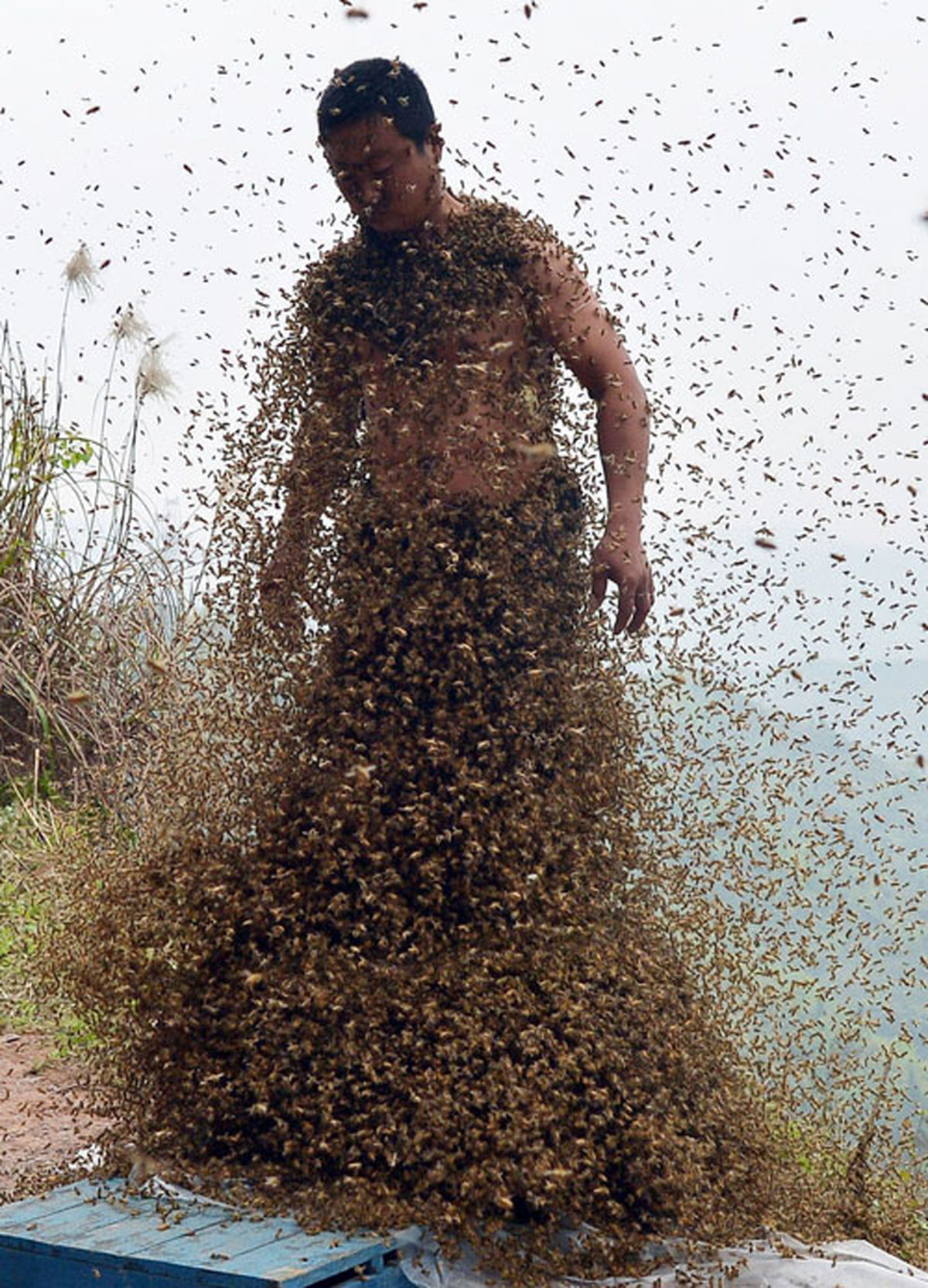 مردی که ملکه زنبورها است