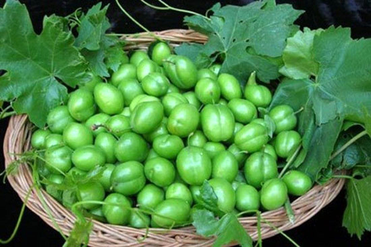 خواص گوجهسبز؛ از کاهش وزن تا درمان افسردگی