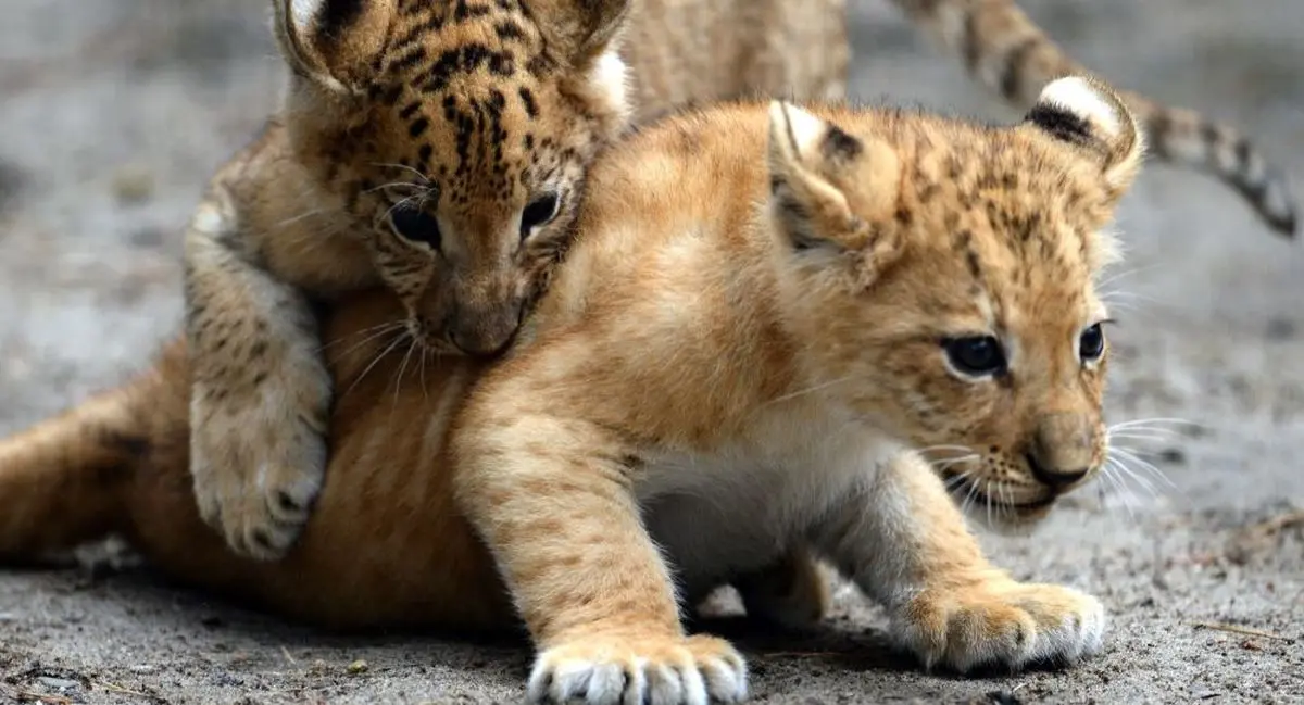 قطع دست کارمند باغ وحش به هنگام شستن ببر