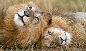 «شیرشاه» واقعا وجود دارد؟