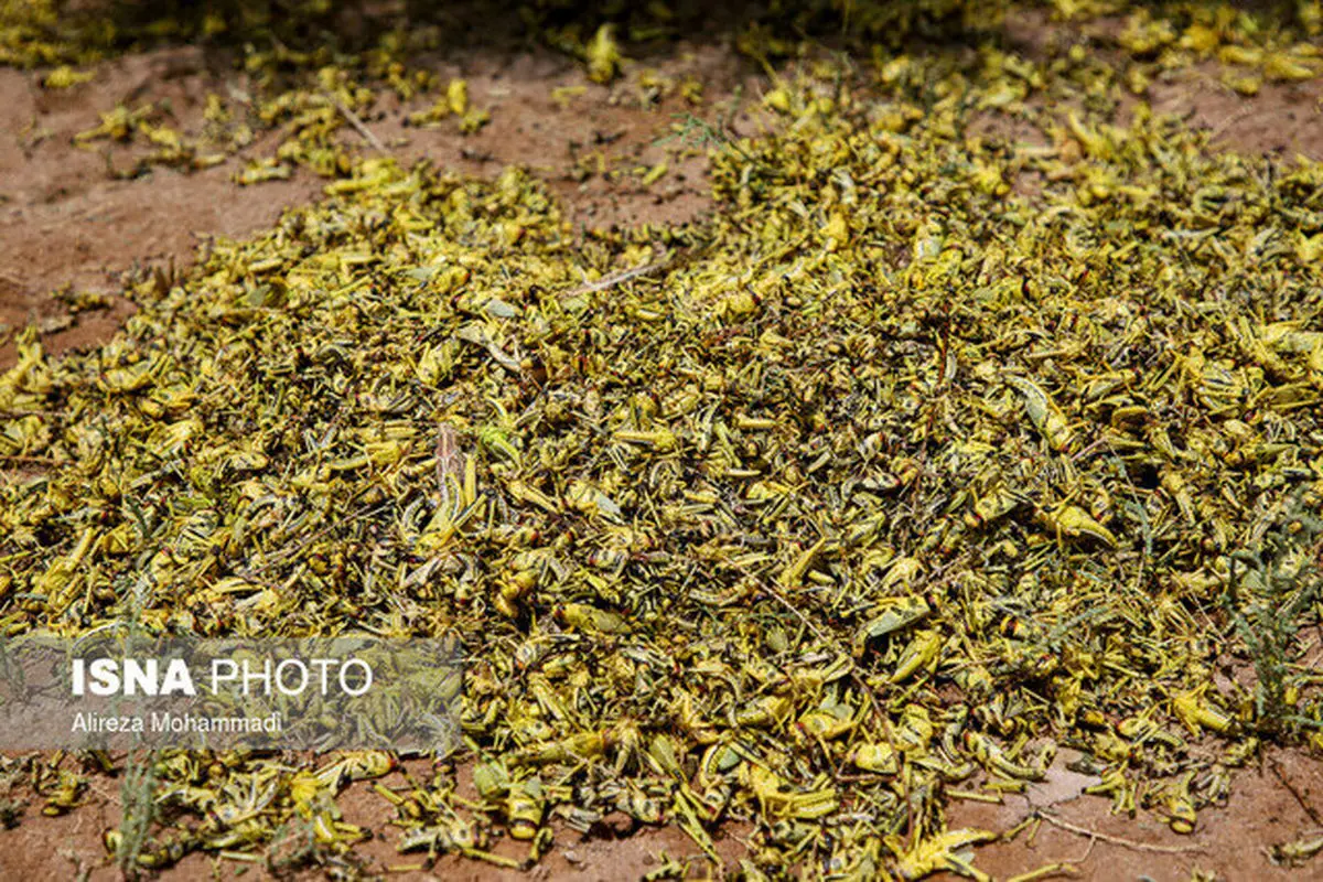 هجوم سنگین ملخ‌ها از امروز در فارس