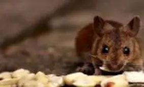 ورود یک موش به رمپ فرودگاه مشهد، پرواز را مختل کرد +فیلم