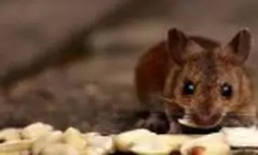 ورود یک موش به رمپ فرودگاه مشهد، پرواز را مختل کرد +فیلم