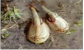 تأیید وجود موجودی قدیمی در تالاب آق‌گل