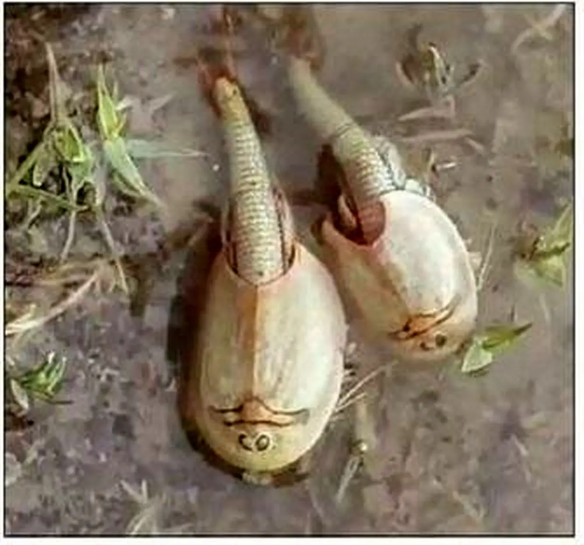 تأیید وجود موجودی قدیمی در تالاب آق‌گل