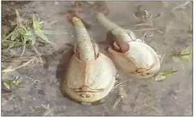 تأیید وجود موجودی قدیمی در تالاب آق‌گل