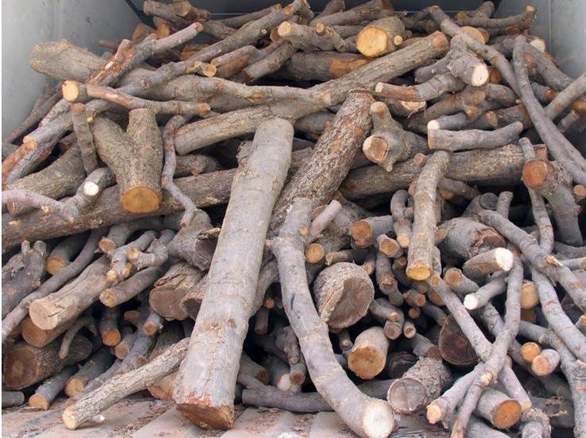 كشف 9 تن چوب جنگلي قاچاق درکردکوی