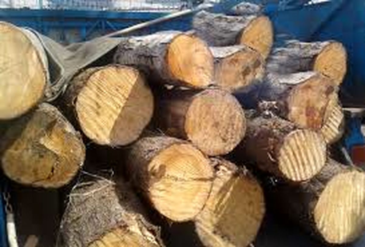كشف 500کیلو گرم چوب جنگلي بلوط قاچاق