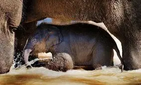 احساس همدردی در فیل‌ها چگونه است؟