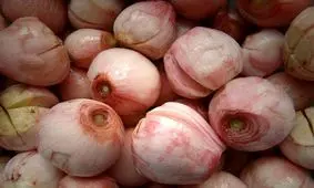 آشنایی با روش خشک کردن موسیر و تهیه موسیر خشک