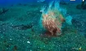 قورباغه‌ماهی پشمالو (hairy frogfish) رکورد سریع‌ترین گاز زدن رو به خودش اختصاص داد!