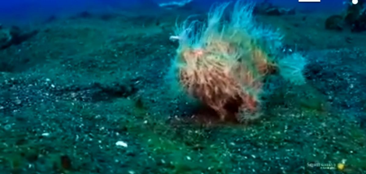 قورباغه‌ماهی پشمالو (hairy frogfish) رکورد سریع‌ترین گاز زدن رو به خودش اختصاص داد!