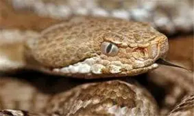 صید یک حلقه مار افعی در مشهد